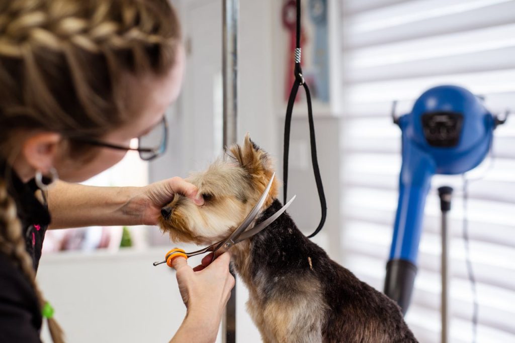 A woman expertly trims a small dogs fur in a professional pet grooming salon.