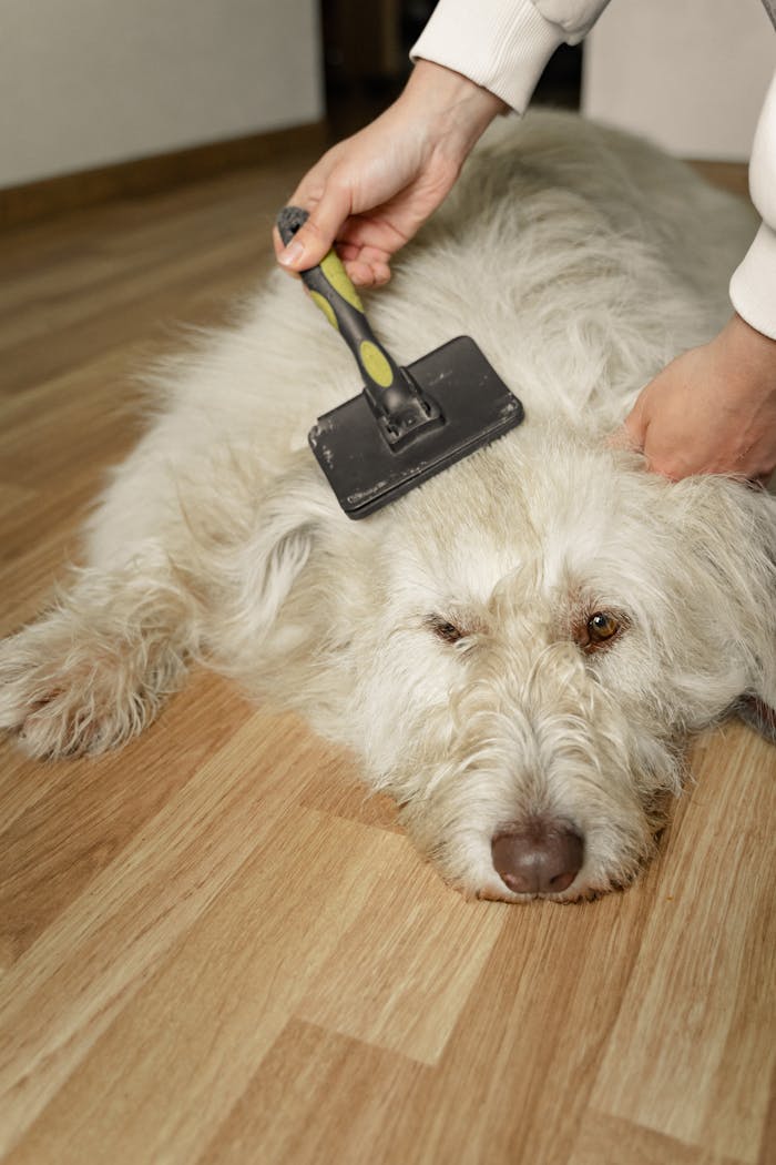 A fluffy white dog getting gently brushed on a wooden floor by a hand holding a grooming tool.